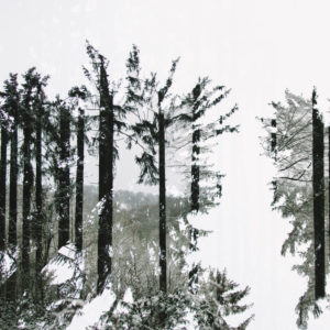 Winter forest, alienation, composing Winter forest, alienation, composing